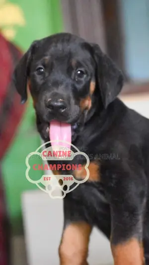 1-3 months Female Purebred Doberman Pinscher