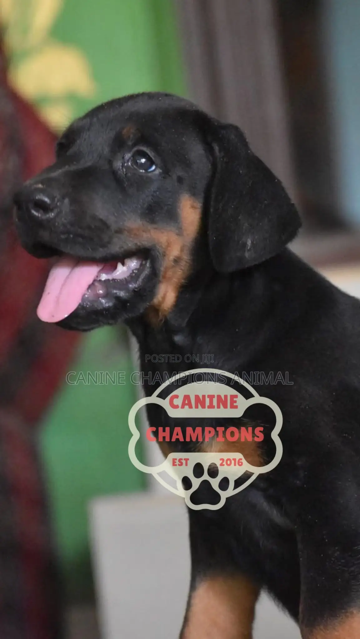 1-3 months Female Purebred Doberman Pinscher