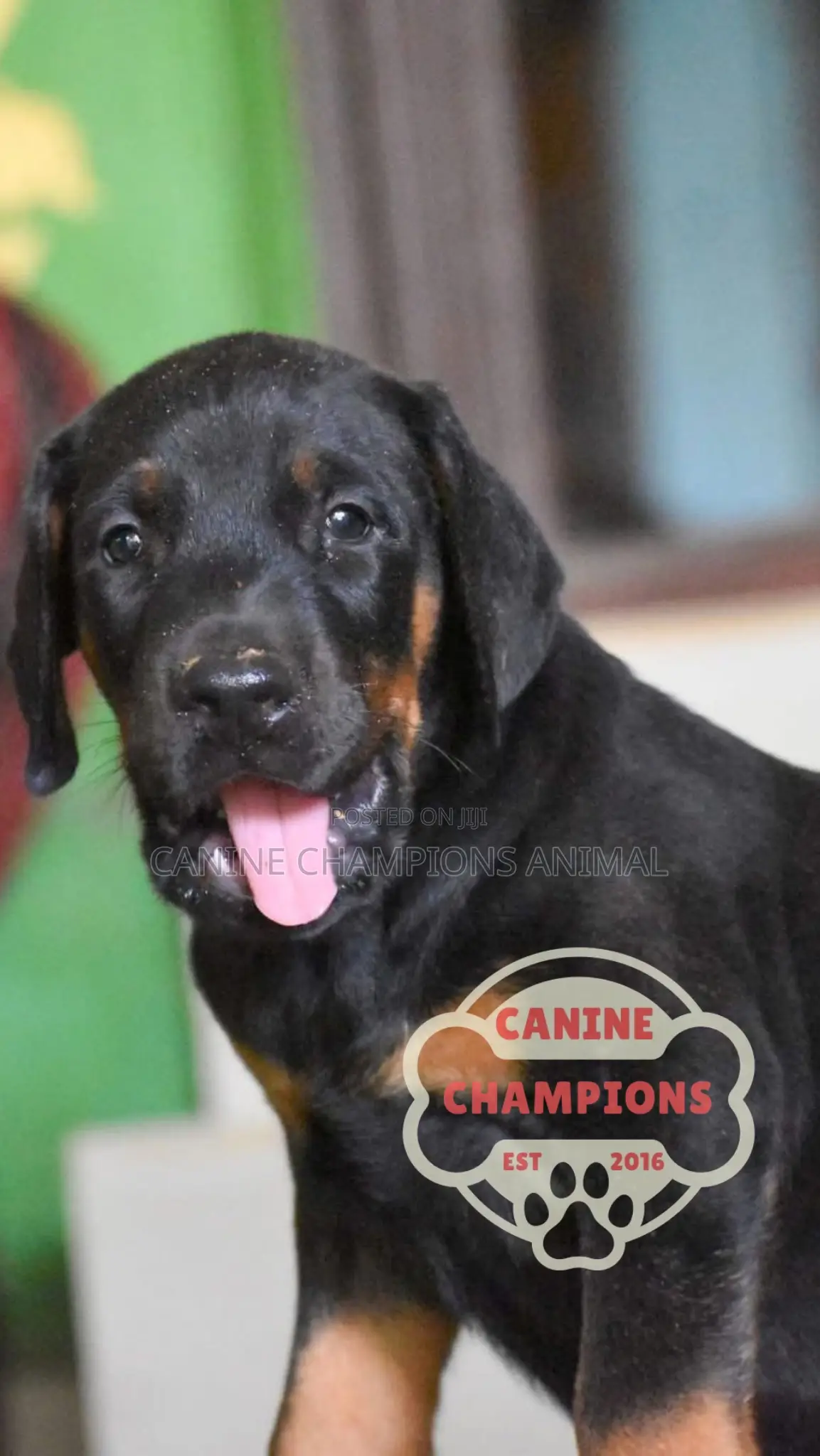 1-3 months Female Purebred Doberman Pinscher