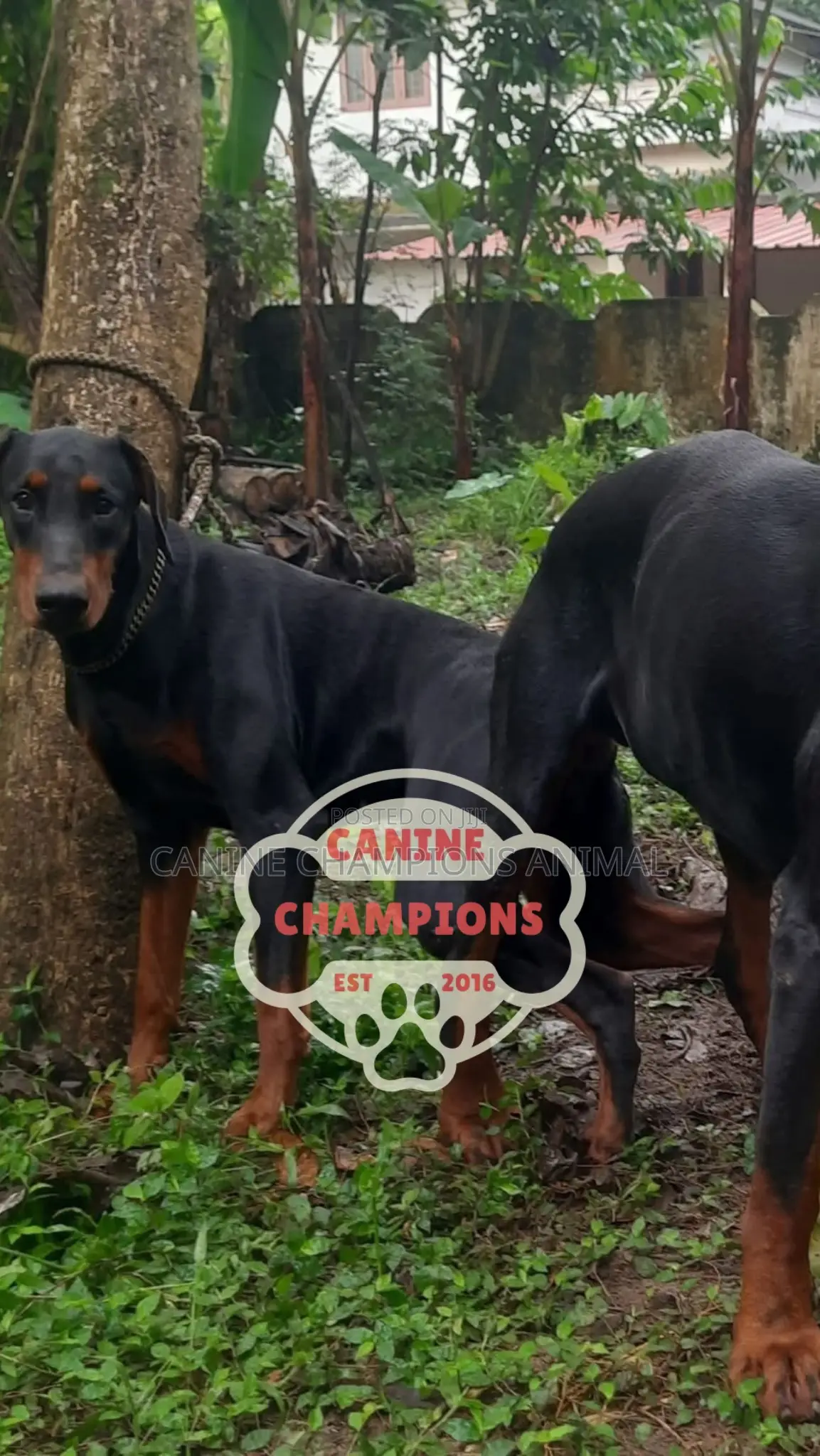 1-3 months Female Purebred Doberman Pinscher