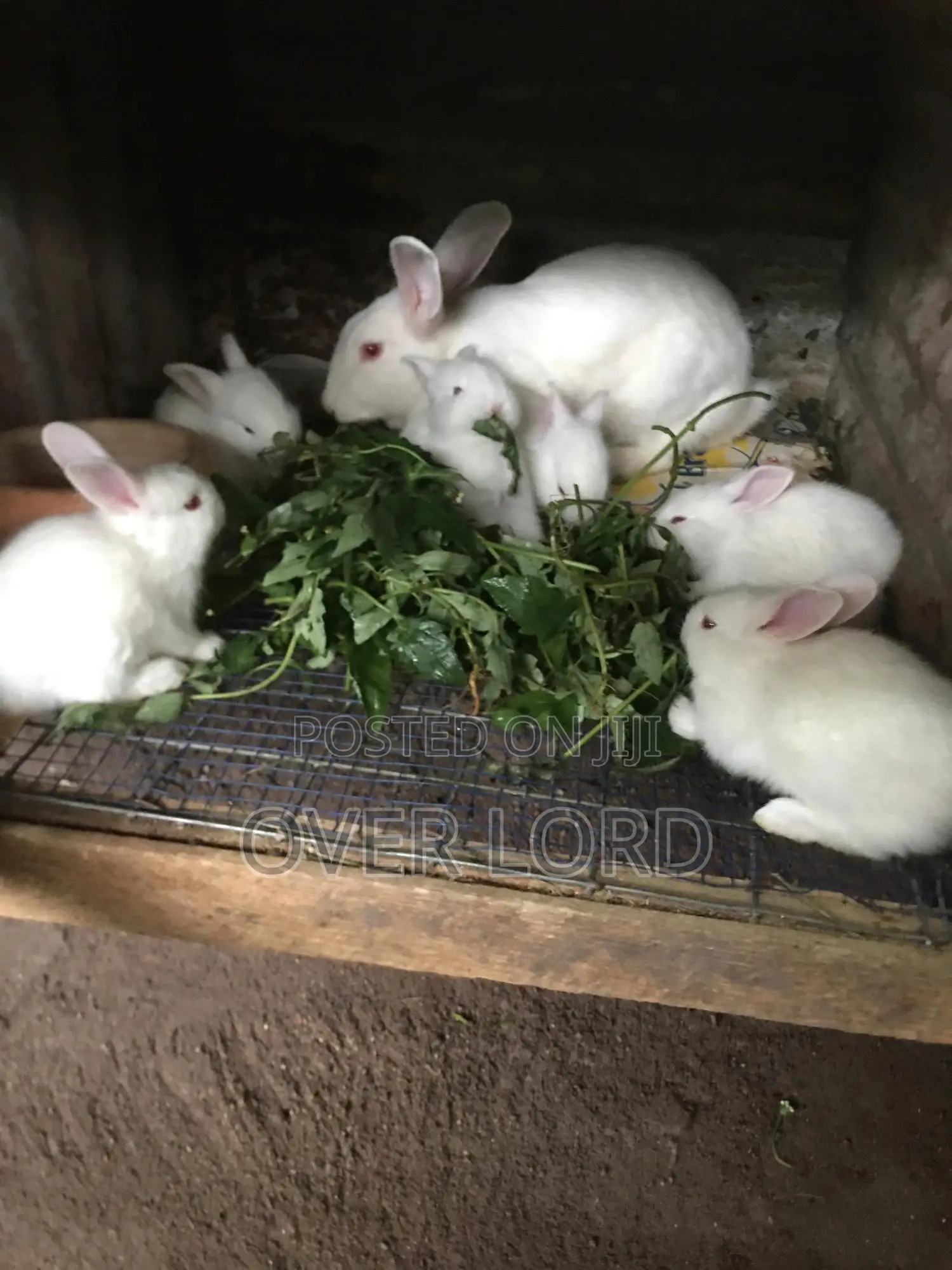 Rabbits For Sale