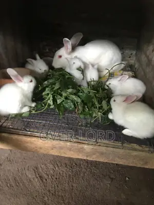 Rabbits For Sale