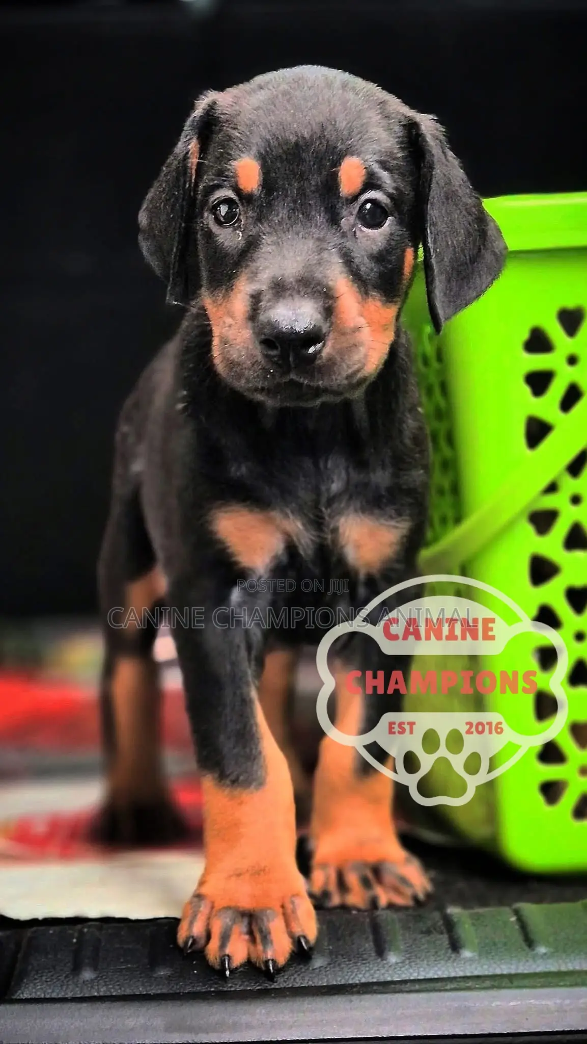 1-3 months Female Purebred Doberman Pinscher