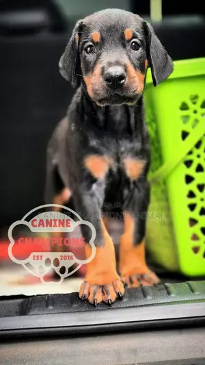 1-3 months Female Purebred Doberman Pinscher