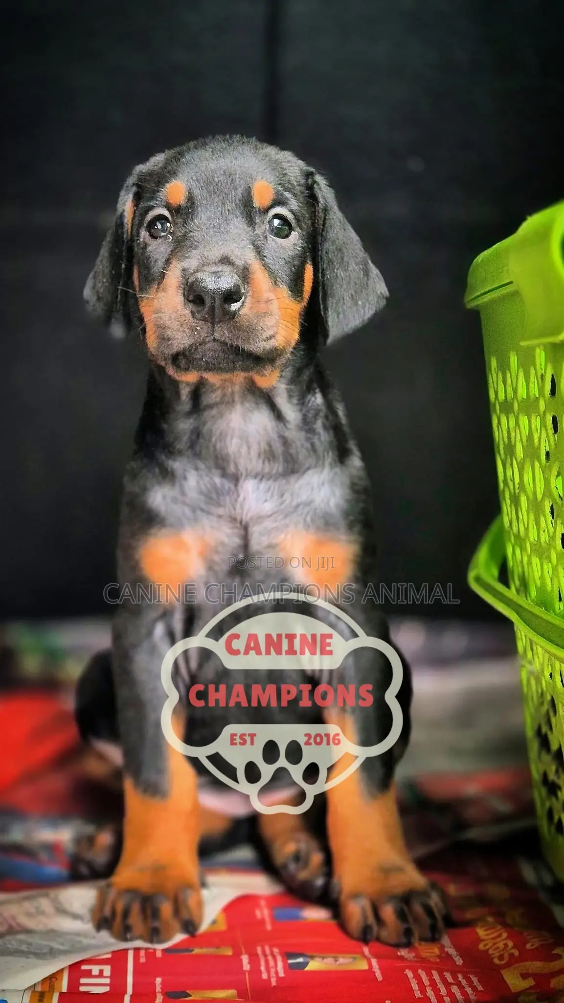 1-3 months Female Purebred Doberman Pinscher