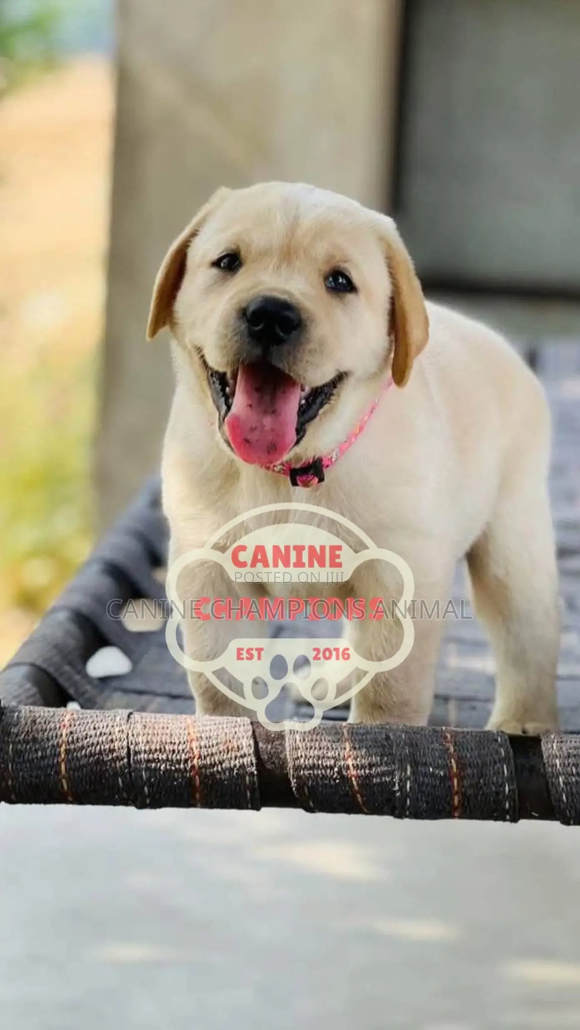 1-3 months Female Purebred Golden Retriever