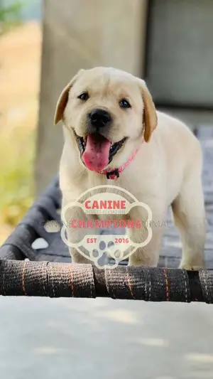 1-3 months Female Purebred Golden Retriever