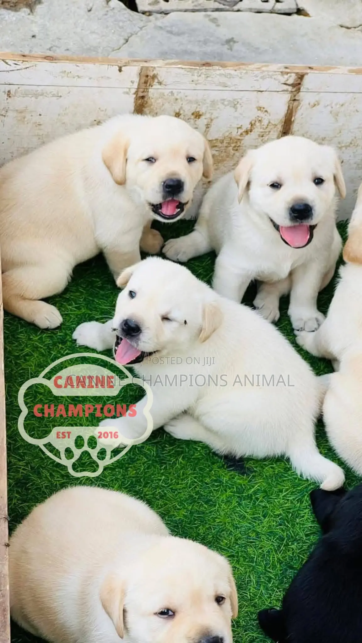 1-3 months Female Purebred Golden Retriever