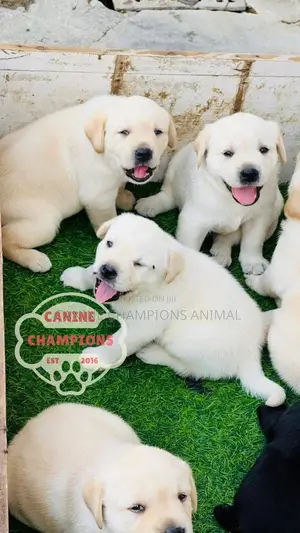 1-3 months Female Purebred Golden Retriever