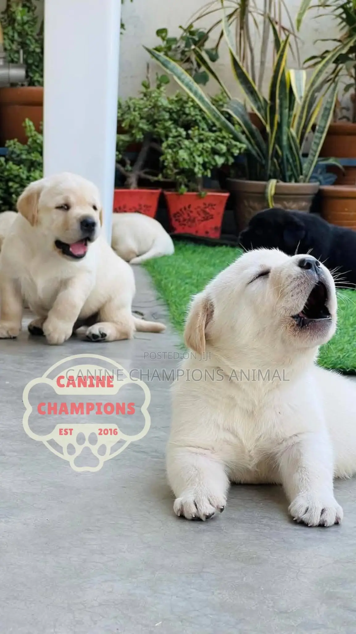 1-3 months Female Purebred Golden Retriever