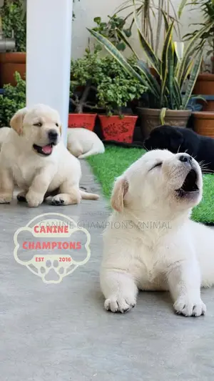 1-3 months Female Purebred Golden Retriever