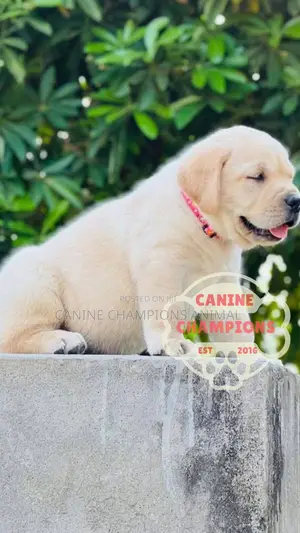 1-3 months Female Purebred Golden Retriever
