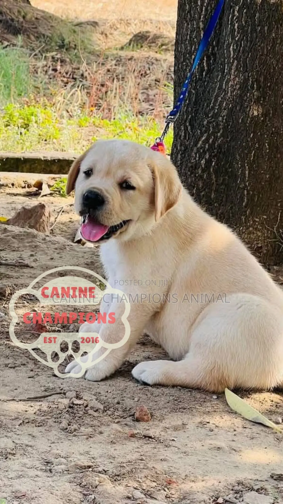 1-3 months Female Purebred Golden Retriever