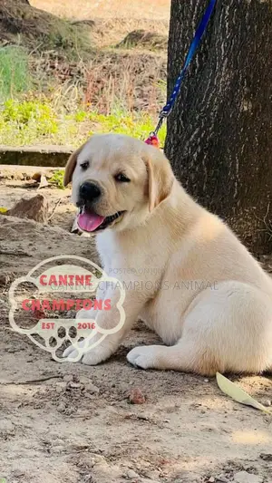 1-3 months Female Purebred Golden Retriever