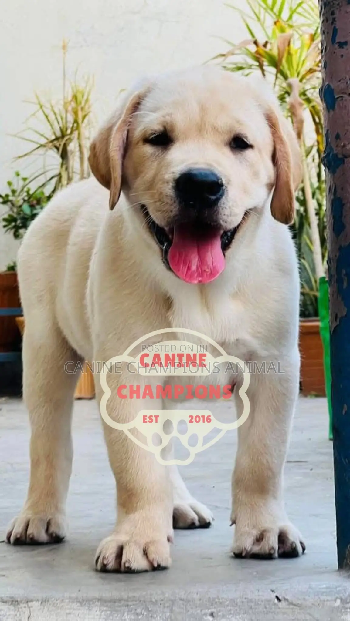 1-3 months Female Purebred Golden Retriever