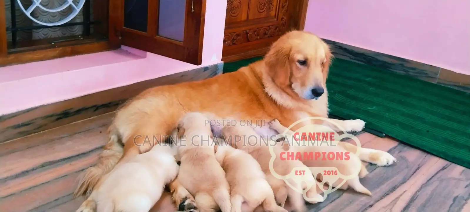 1-3 months Female Purebred Golden Retriever