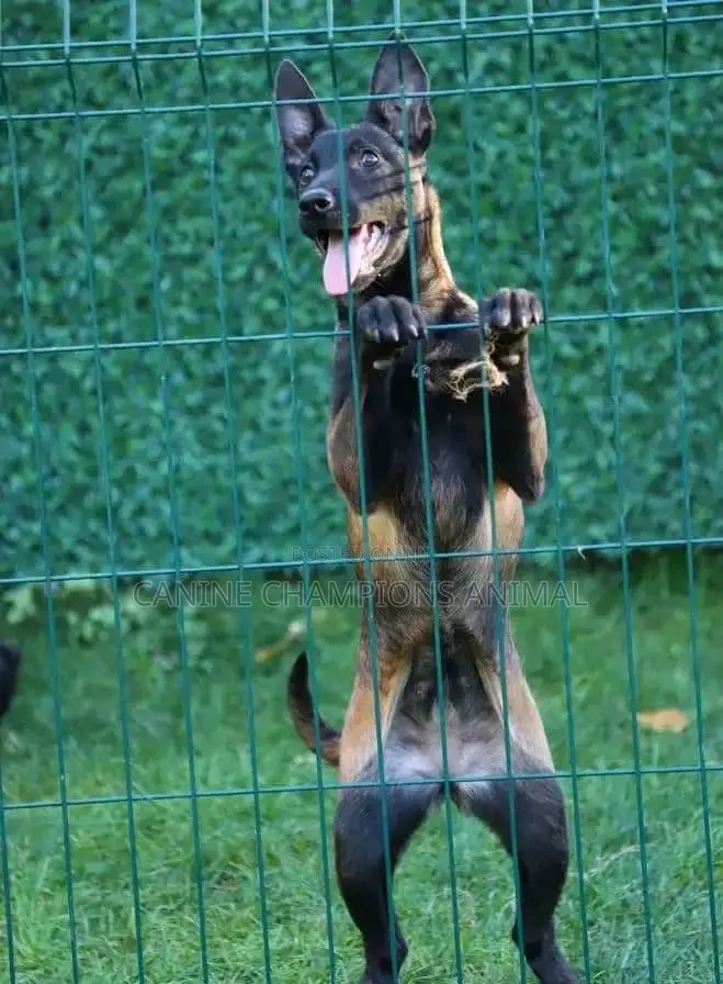 1-3 months Female Purebred Belgian Malinois