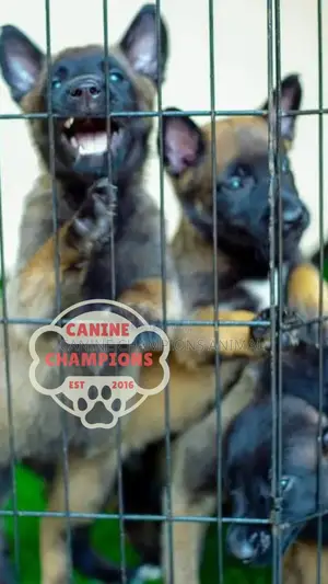 1-3 months Female Purebred Belgian Malinois