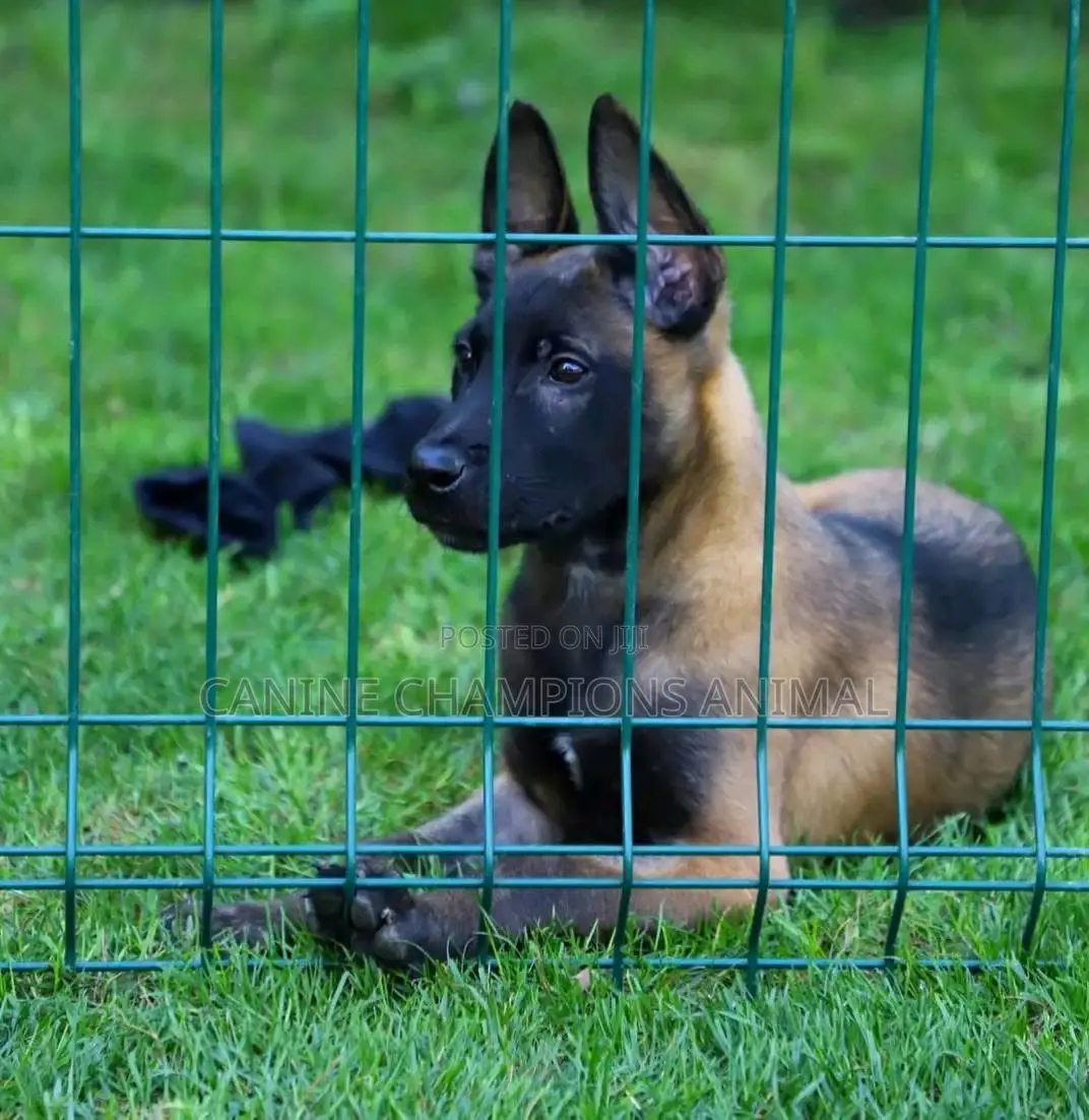 1-3 months Female Purebred Belgian Malinois