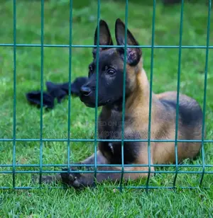 1-3 months Female Purebred Belgian Malinois