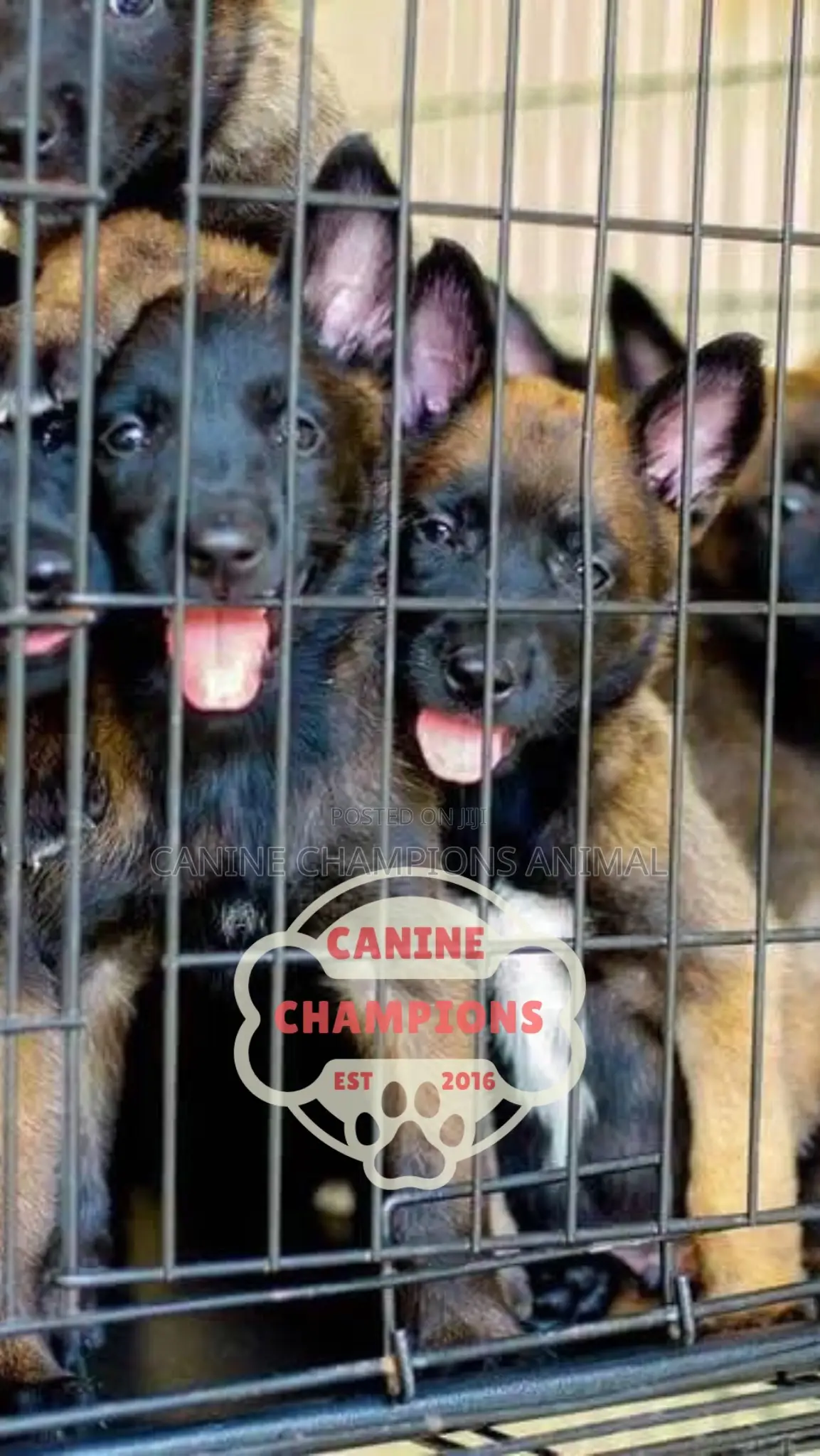 1-3 months Female Purebred Belgian Malinois