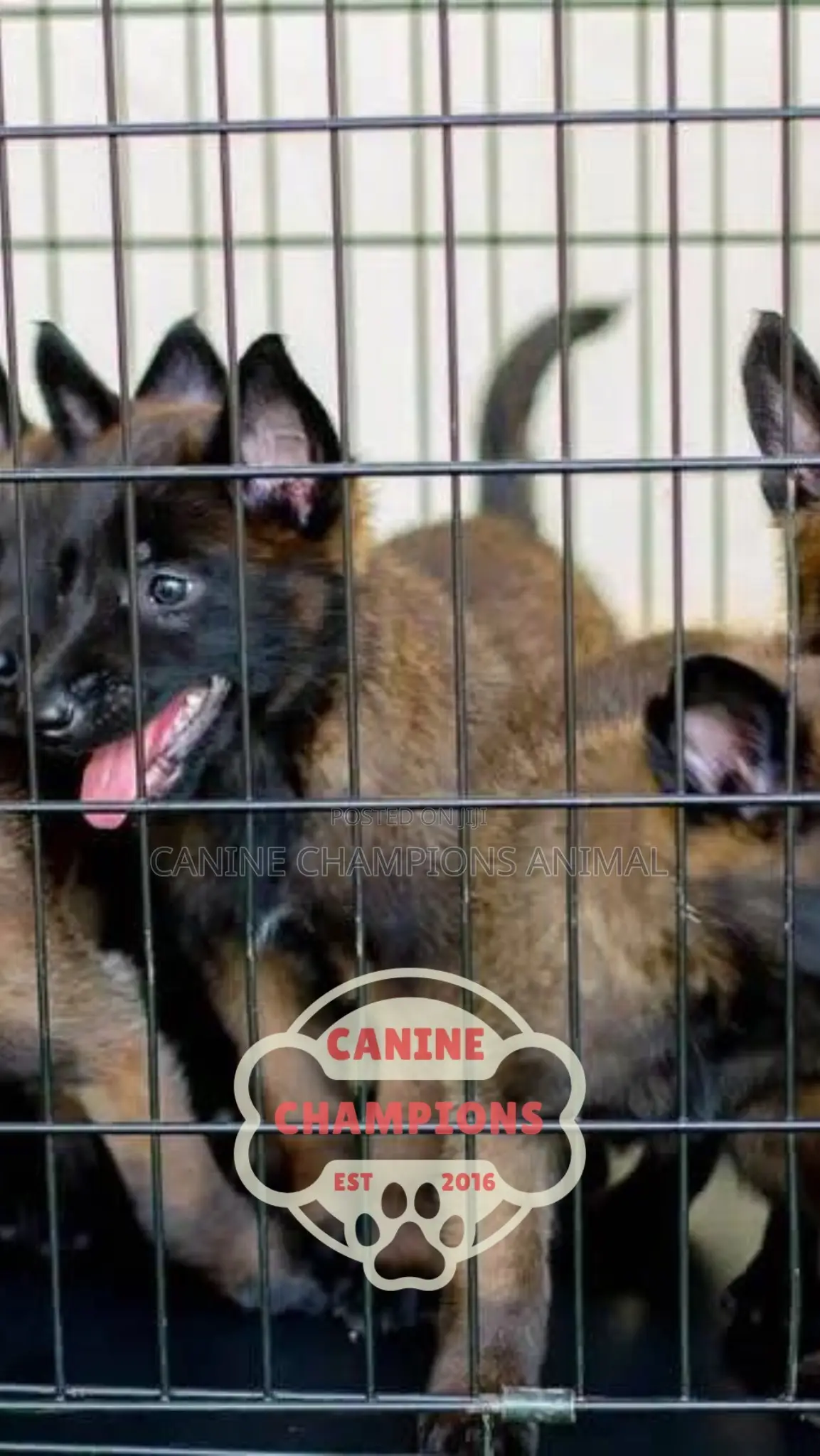 1-3 months Female Purebred Belgian Malinois