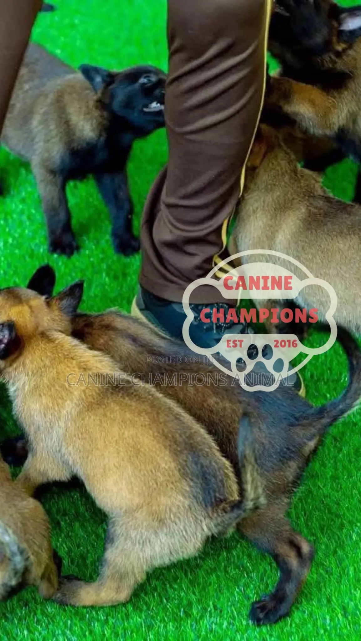 1-3 months Female Purebred Belgian Malinois