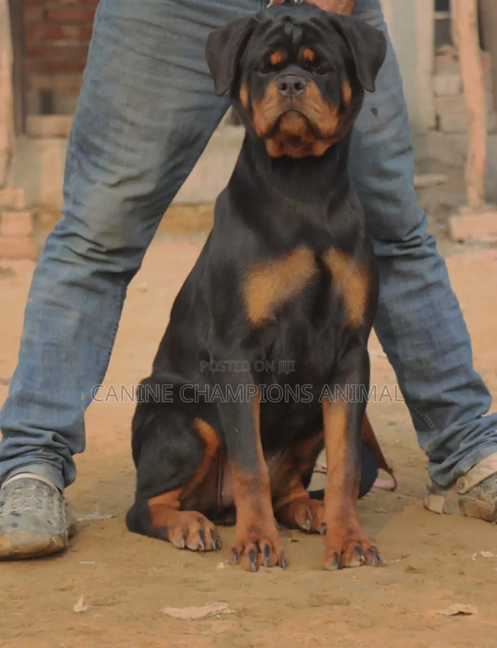 1-3 months Female Purebred Rottweiler