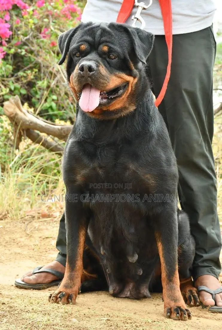 1-3 months Female Purebred Rottweiler