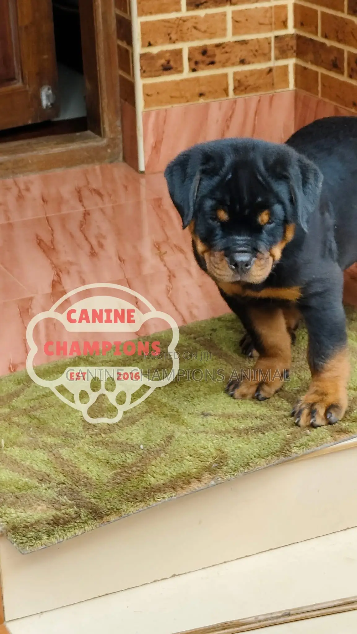 1-3 months Female Purebred Rottweiler