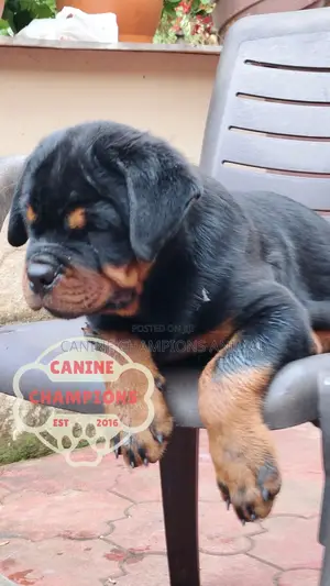 1-3 months Female Purebred Rottweiler