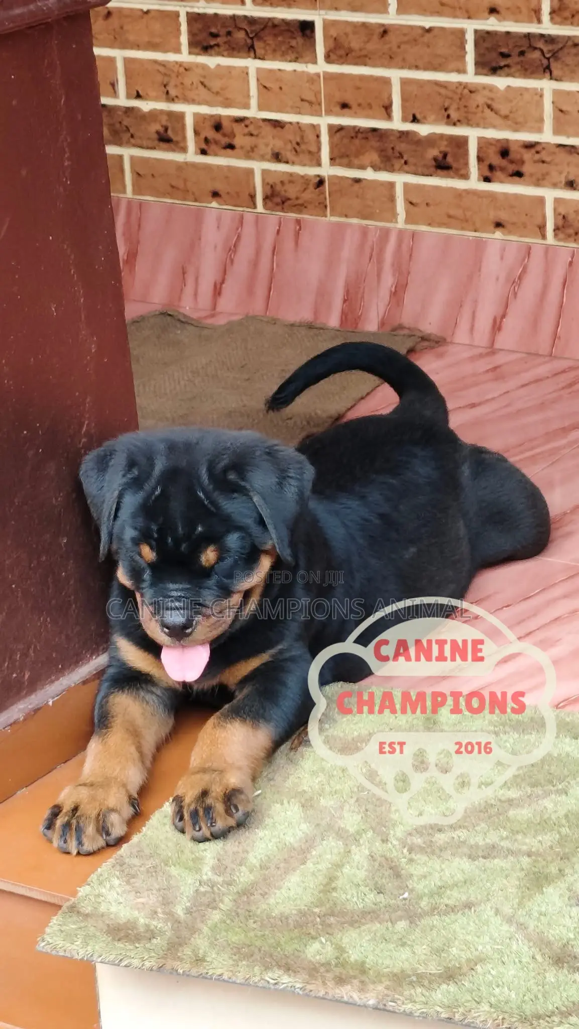 1-3 months Female Purebred Rottweiler
