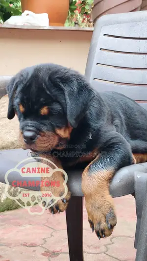 1-3 months Female Purebred Rottweiler