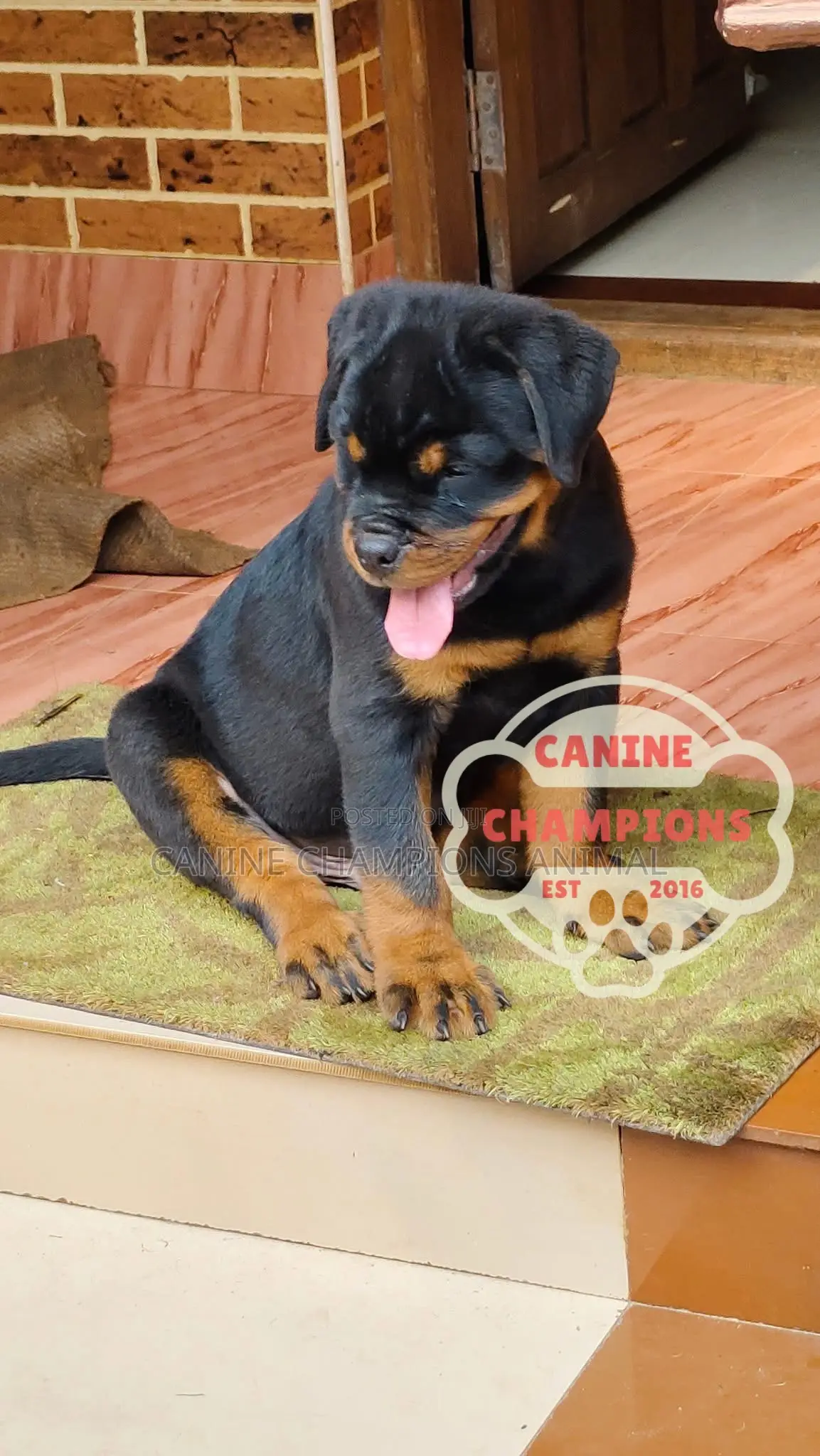 1-3 months Female Purebred Rottweiler