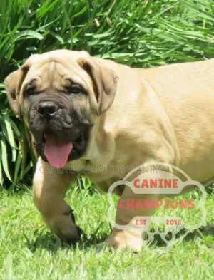 1-3 months Female Purebred Boerboel