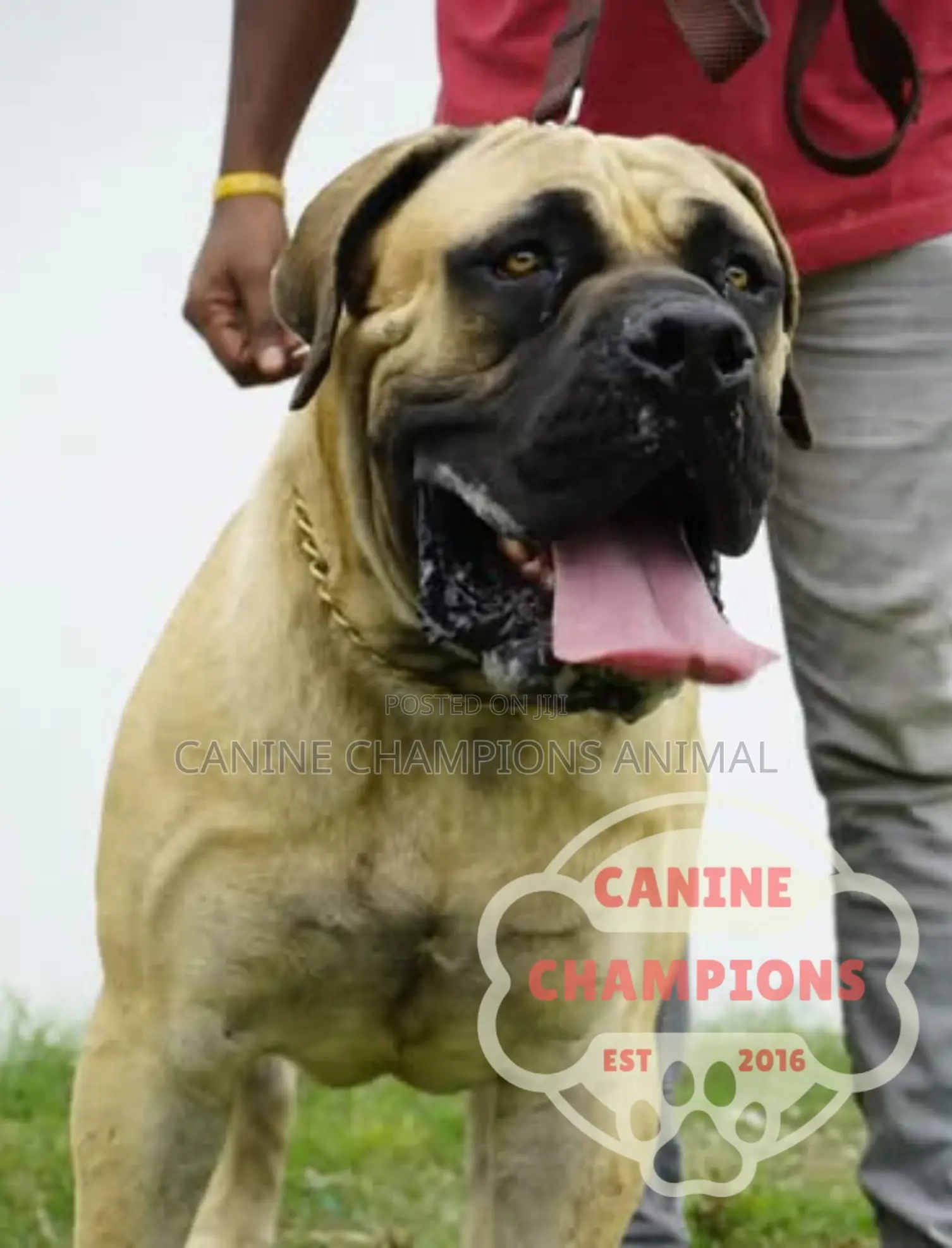 1-3 months Female Purebred Boerboel