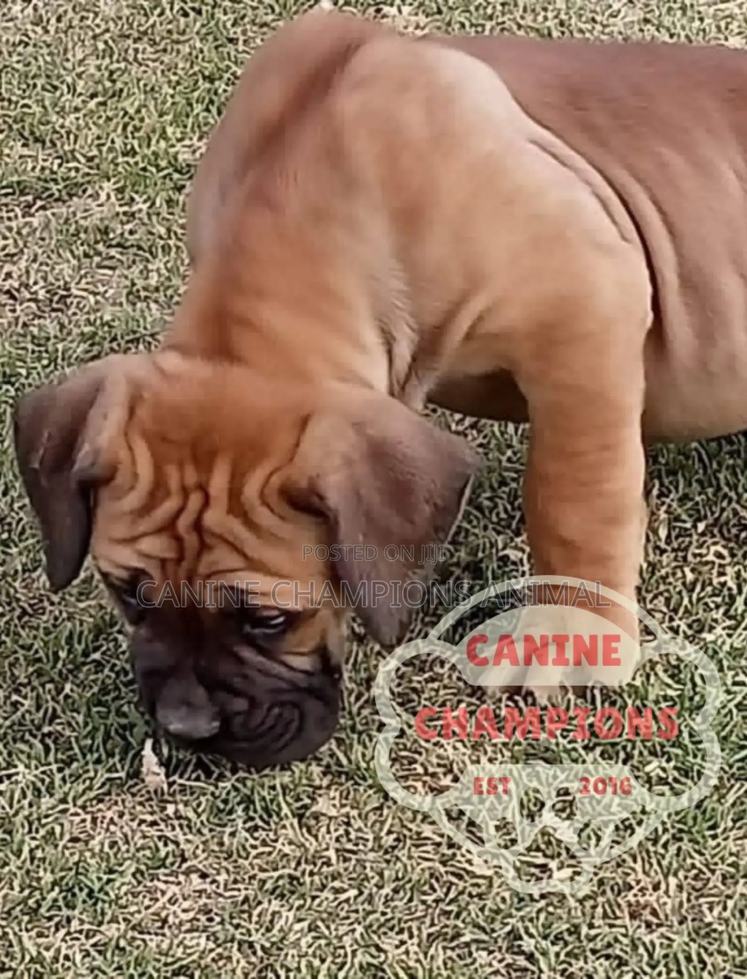 1-3 months Female Purebred Boerboel
