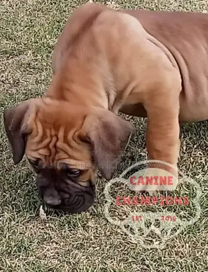 1-3 months Female Purebred Boerboel