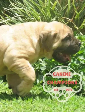1-3 months Female Purebred Boerboel
