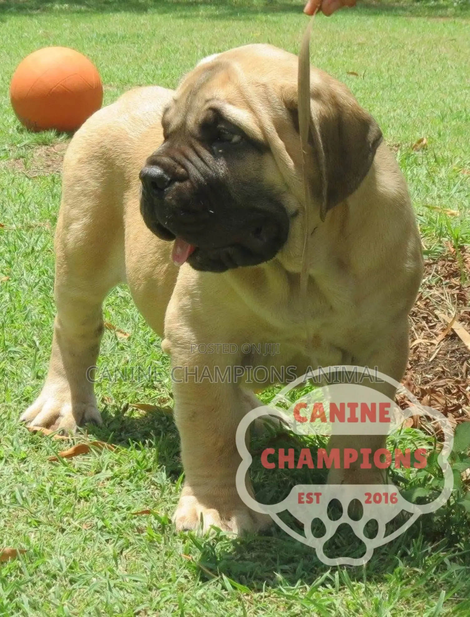 1-3 months Female Purebred Boerboel