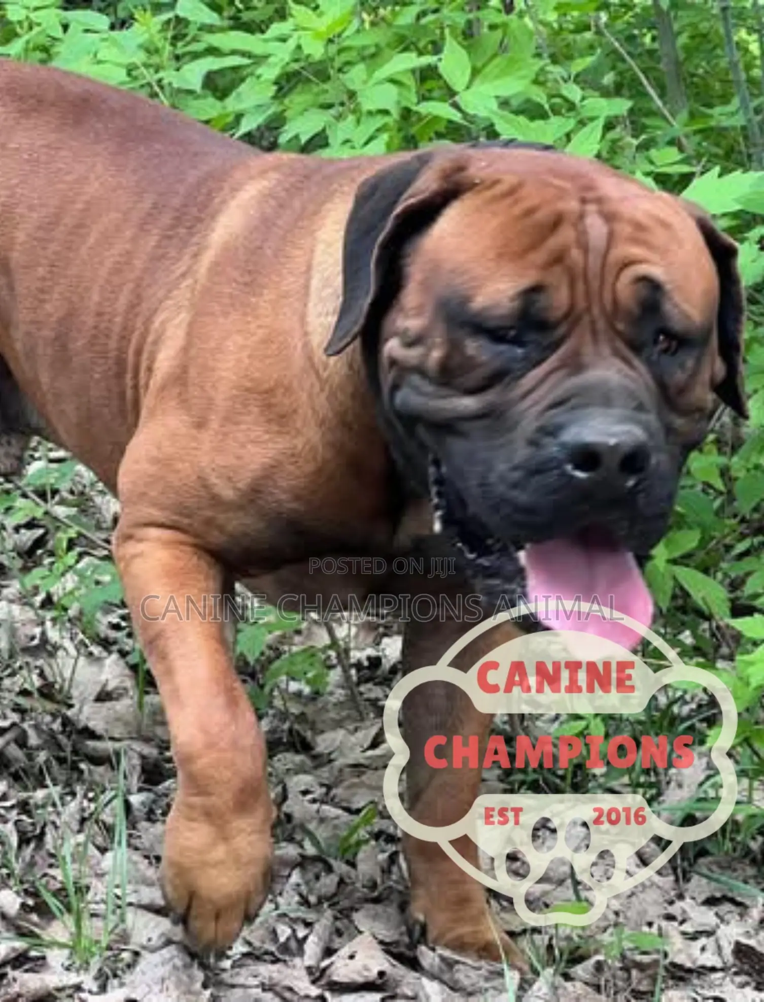 1-3 months Female Purebred Boerboel