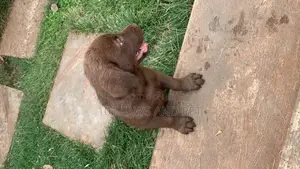 1-3 months Female Purebred Labrador Retriever