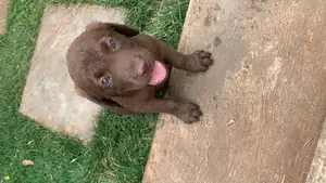 1-3 months Female Purebred Labrador Retriever