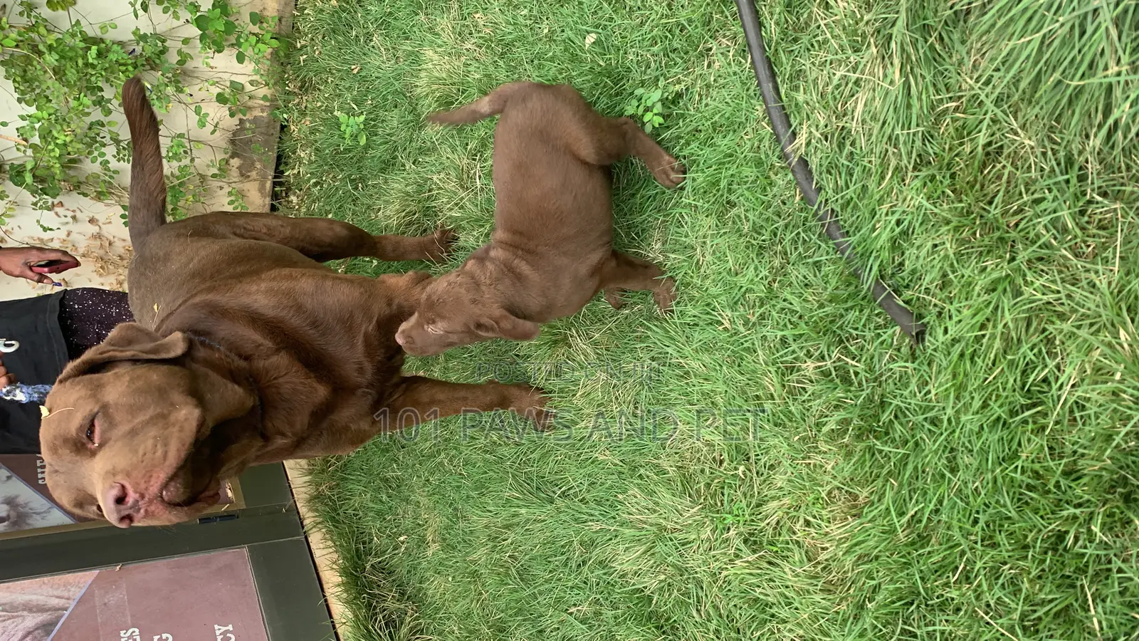 1-3 months Female Purebred Labrador Retriever