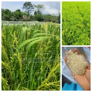 Affordable Rice Nets