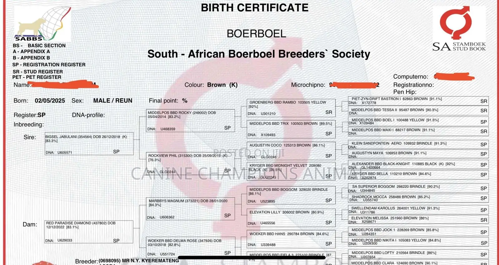 1-3 months Female Purebred Boerboel