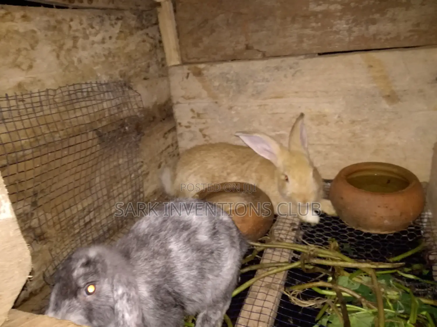 Egg Incubator