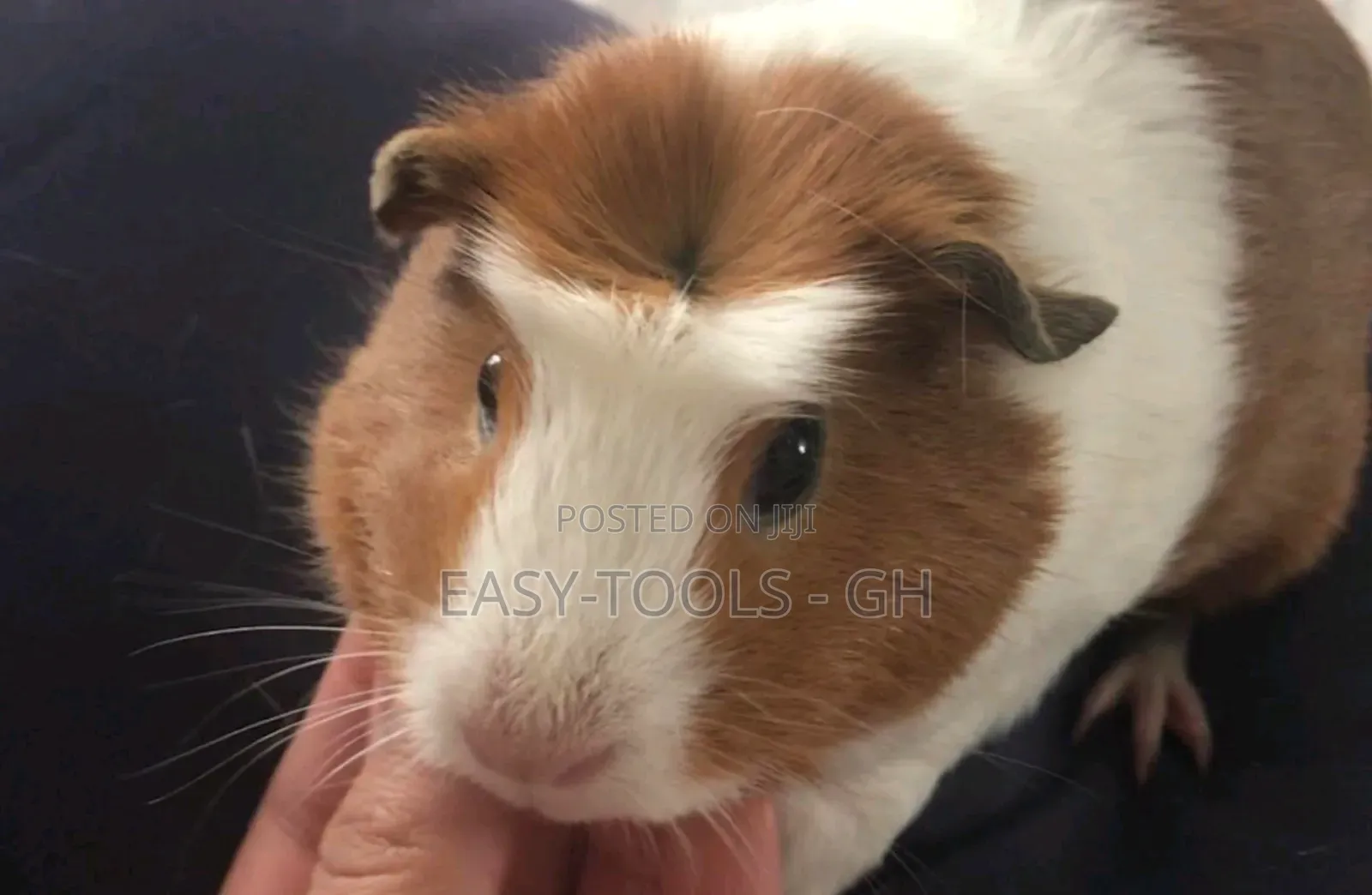 Crested Foreign Guinea Pigs ( Read Description )