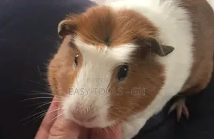 Crested Foreign Guinea Pigs ( Read Description )