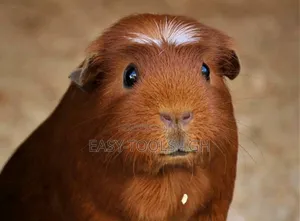 Crested Foreign Guinea Pigs ( Read Description )